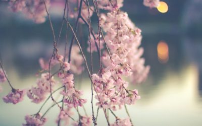 Pear Blossom and Cherry Blossom after Mandelstam by Susan Kelly-DeWitt